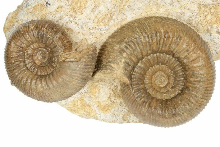 Jurassic Ammonites (Stephanoceras) - Fresney, France